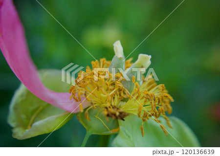 生薬である「立てば芍薬」、品種はポーラフェイ。その受粉後のタネ。花言葉は「恥じらい」「はにかみ」。 生薬である「立てば芍薬」、品種はポーラフェイ。その受粉後のタネ。花言葉は「恥じらい」「はにかみ」。 120136639