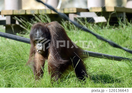 オランウータン オランウータン 120136643