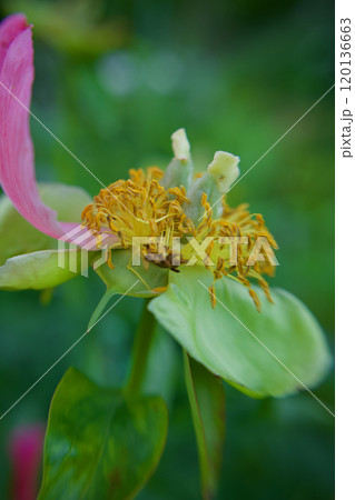 生薬である「立てば芍薬」、品種はポーラフェイ。その受粉後のタネ。花言葉は「恥じらい」「はにかみ」。 120136663