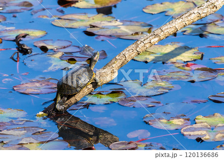 細枝に登るカメ 120136686