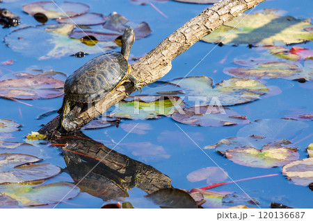 細枝に登るカメ 120136687
