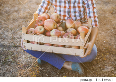 woman farmer in jeans and a plaid shirt holding a box of apples in her hands standing in an orchard 120136901