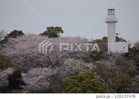 荒尾市 四ツ山神社の桜、 荒尾市 四ツ山神社の桜、 120137476