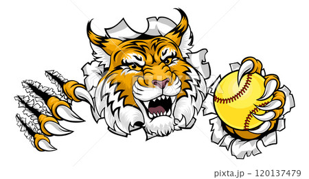 Wildcat Bobcat Softball Animal Sports Team Mascot Wildcat Bobcat Softball Animal Sports Team Mascot 120137479
