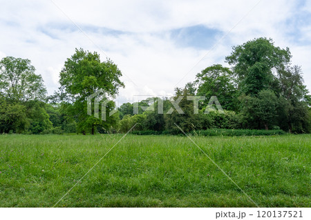 Spring Meadow Texture Background, Green Spring Landscape with Copy Space, Idyllic Meadow Banner 120137521