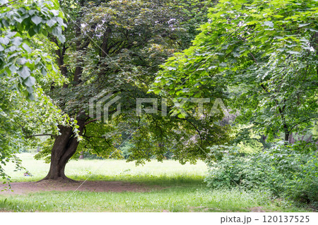 Spring Meadow Texture Background, Green Spring Landscape with Copy Space, Idyllic Meadow Banner 120137525