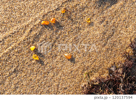 Amber stones on sea coast. Amber gems search on Baltic sea shore, fossilized tree resin crystals on sand 120137594