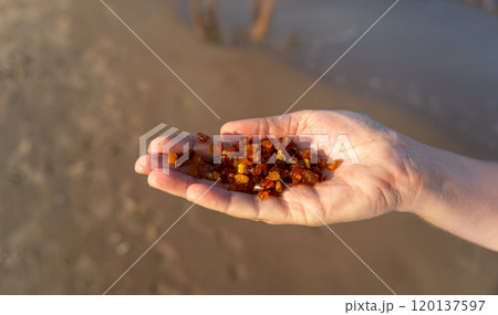 Amber stones on sea coast. Amber gems search on Baltic sea shore, fossilized tree resin crystals on sand 120137597
