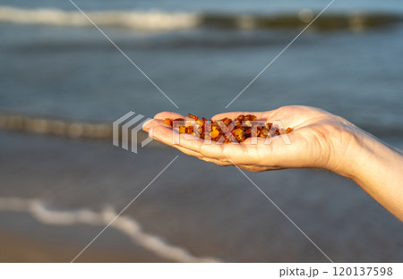 Amber stones on sea coast. Amber gems search on Baltic sea shore, fossilized tree resin crystals on sand 120137598