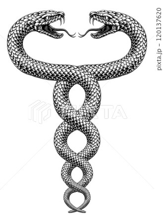 Snakes Coiled Twin Serpents Vintage Illustration Snakes Coiled Twin Serpents Vintage Illustration 120137620