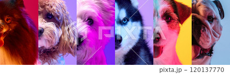 Color collage. Split-shot of dogs standing against vibrant, neon-colored backgrounds, highlighting playful and fun personalities in trendy colors. 120137770