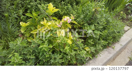 こじま花の会花畑ピンクの紫陽花 120137797