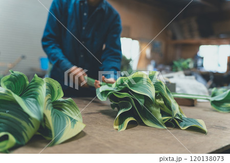 ギボウシリーフの出荷作業 120138073