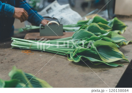 ギボウシリーフの出荷作業 120138084