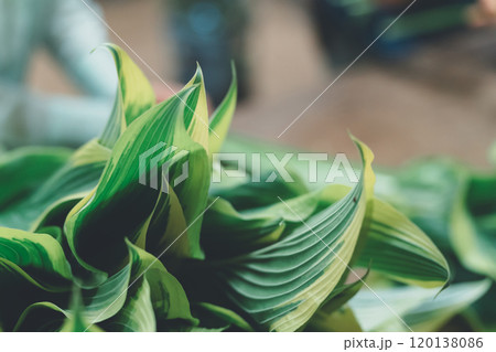 ギボウシリーフの出荷作業 120138086