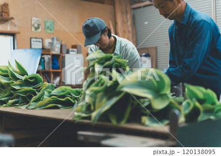 ギボウシリーフの出荷作業 ギボウシリーフの出荷作業 120138095