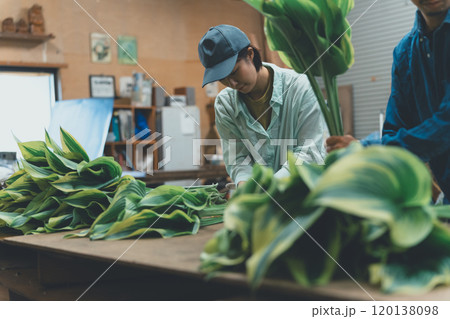 ギボウシリーフの出荷作業 120138098