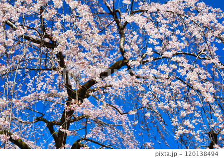 京都御苑　近衛邸跡の糸桜（枝垂桜）（京都府京都市上京区） 120138494