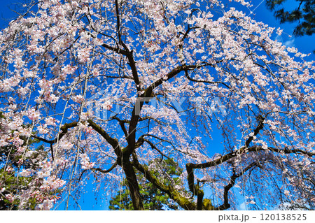 京都御苑　近衛邸跡の糸桜（枝垂桜）（京都府京都市上京区） 120138525