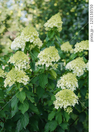 Large bush with white flowers paniculate hydrangea Polar Bear in the garden Large bush with white flowers paniculate hydrangea Polar Bear in the garden 120138550
