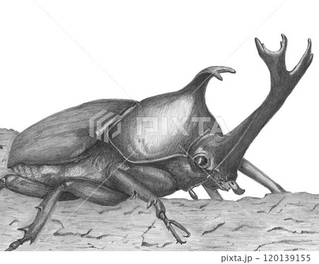 カブトムシ＿鉛筆画 120139155