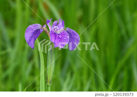 ノハナショウウブ 山野草 紫色の花 5月 ノハナショウウブ 山野草 紫色の花 5月 120139373
