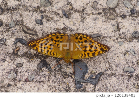 ヒョウモンチョウ 福井県の高山 ヒョウモンチョウ 福井県の高山 120139403