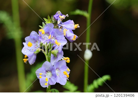 エゾノハナシノブ 蝦夷の花忍 山野草 亜高山 淡い紫色の花 エゾノハナシノブ 蝦夷の花忍 山野草 亜高山 淡い紫色の花 120139406