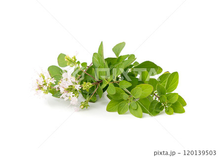 Fresh thyme twig isolated, fresh marjoram leaves, oregano sprig, green thyme seasoning leaf, thyme leaves Fresh thyme twig isolated, fresh marjoram leaves, oregano sprig, green thyme seasoning leaf, thyme leaves 120139503