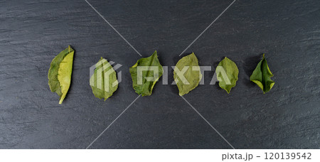 Thai lime dried leaves, makrut lime or Citrus hystrix leaf pile, kaffir lime dry sprouts, Southeast Asia spices 120139542