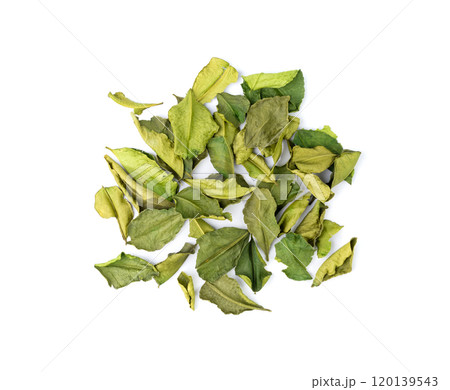 Thai lime dried leaves isolated, makrut lime or Citrus hystrix leaf pile, kaffir lime dry sprouts, Asia spices 120139543