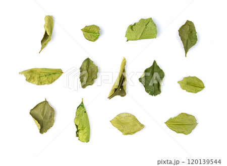 Thai lime dried leaves isolated, makrut lime or Citrus hystrix leaf pile, kaffir lime dry sprouts, Asia spices Thai lime dried leaves isolated, makrut lime or Citrus hystrix leaf pile, kaffir lime dry sprouts, Asia spices 120139544