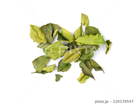 Thai lime dried leaves isolated, makrut lime or Citrus hystrix leaf pile, kaffir lime dry sprouts, Asia spices Thai lime dried leaves isolated, makrut lime or Citrus hystrix leaf pile, kaffir lime dry sprouts, Asia spices 120139547
