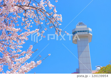 愛知県尾張旭市、スカイワードあさひと桜の風景 愛知県尾張旭市、スカイワードあさひと桜の風景 120139954