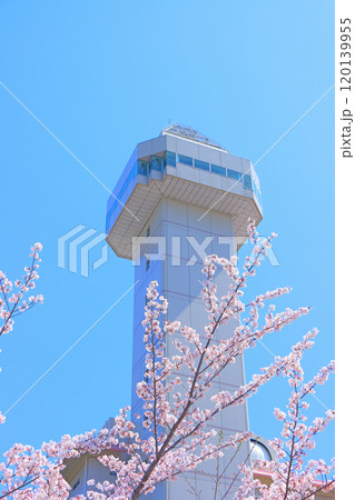 愛知県尾張旭市、スカイワードあさひと桜の風景 愛知県尾張旭市、スカイワードあさひと桜の風景 120139955