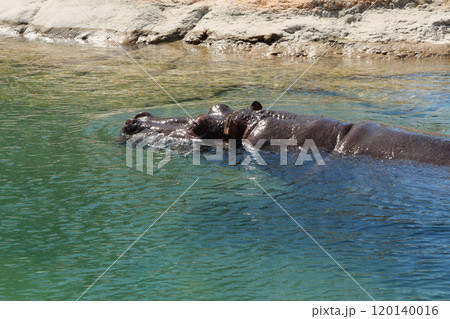 池で泳ぐカバ 120140016