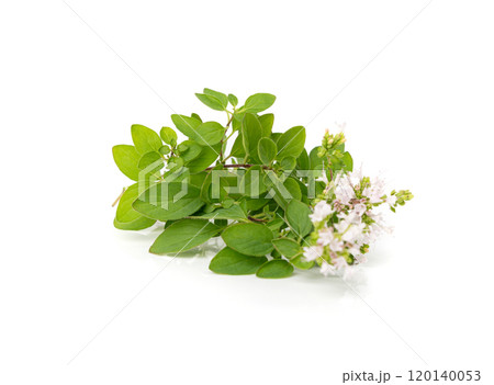 Fresh thyme twig isolated, fresh marjoram leaves, oregano sprig, green thyme seasoning leaf, thyme leaves Fresh thyme twig isolated, fresh marjoram leaves, oregano sprig, green thyme seasoning leaf, thyme leaves 120140053