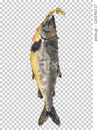 白色背景新鮮鮭魚的手繪水彩插圖透明背景 120140217