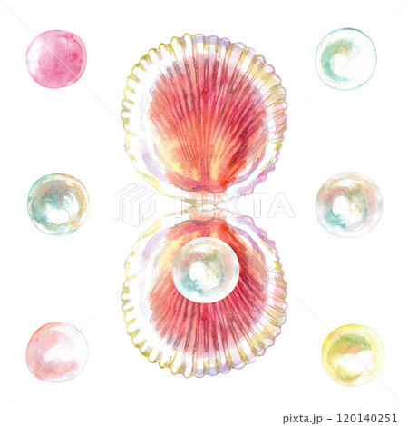 Pattern of scallop, bivalve marine mollusk, grooved shell with pearls in watercolor. Red Scallop, Calico Scallop, Argopecten Gibbus. This shell's side is concave in shape. Circular shaped with 120140251
