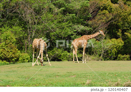 放飼場のキリン 放飼場のキリン 120140407