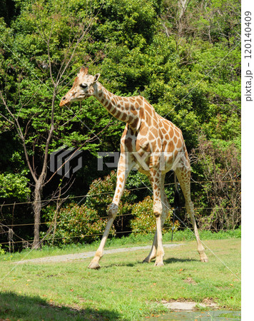 放飼場のキリン 120140409