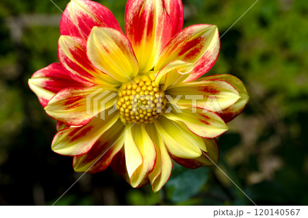 ダリアの花のアップ 120140567
