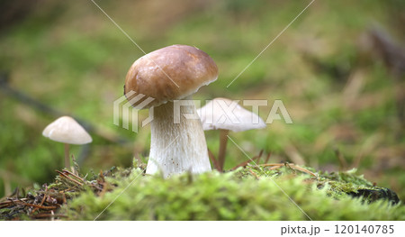 Closeup of Wild Penny Bun Mushroom in a Lush Forest 120140785
