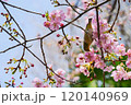 咲き始めの河津桜の花を食べるメジロ 120140969