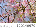 咲き始めの河津桜の花を食べるメジロ 120140970