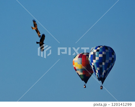 熱気球とトンビ 120141299