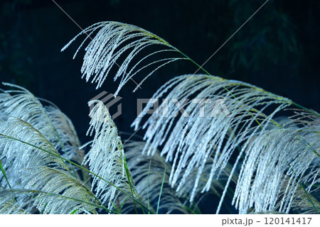 すすきの銀波 120141417