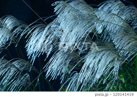 すすきの銀波 120141419