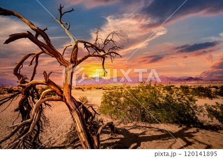 trees in desert, death valley national park trees in desert, death valley national park 120141895