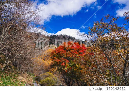 秋のアザレアラインからの紅葉 秋のアザレアラインからの紅葉 120142482